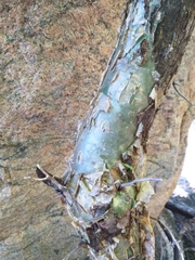 Commiphora leptophloeos