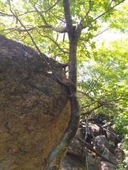 Commiphora leptophloeos