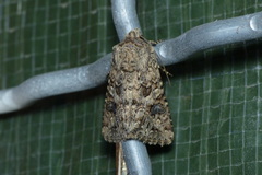 Anarta pugnax