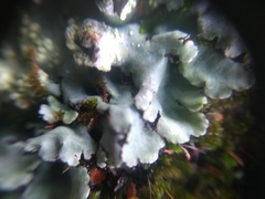 Fungi