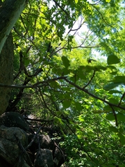 Commiphora leptophloeos