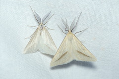 Aspitates gilvaria