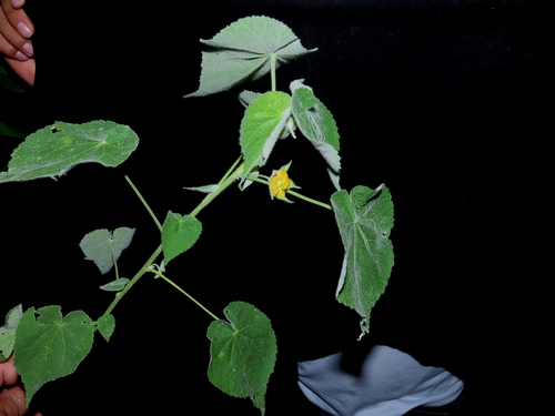 Abutilon mollissimum, photograph 1