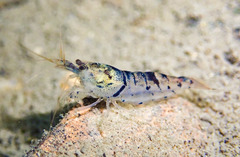 Caridina serrata
