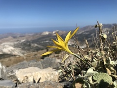 Sternbergia lutea lutea
