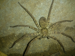 Sparassidae