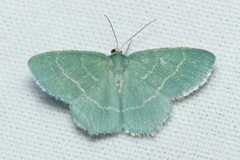 Chlorissa cloraria
