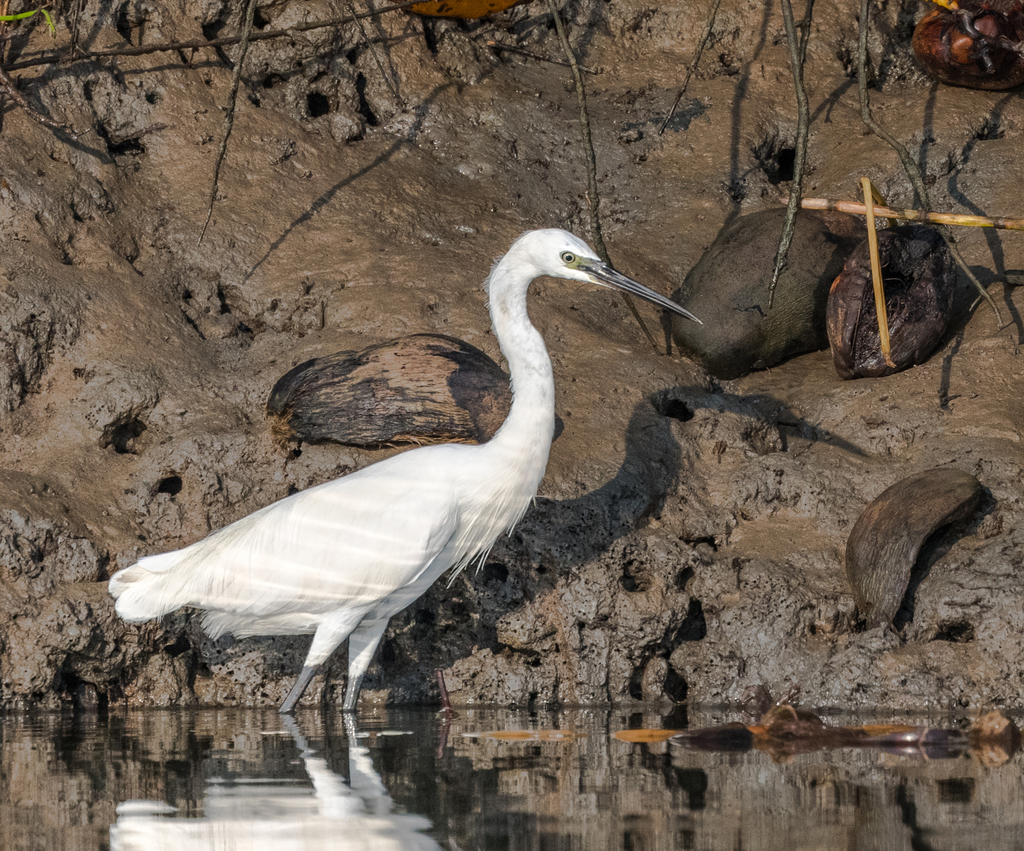 Dimorphic Egret from Pangani, Tanzania on August 11, 2019 at 07:42 AM ...
