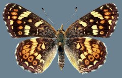 Phyciodes pulchella camillus