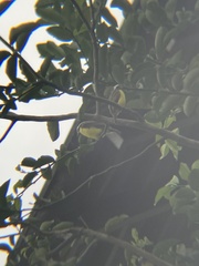Myiozetetes similis