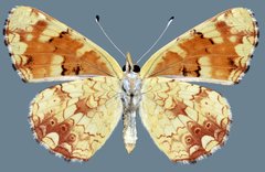 Phyciodes pulchella camillus