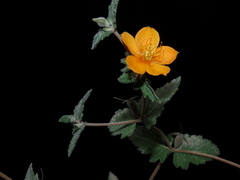 Mentzelia scabra chilensis