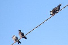 Columba livia domestica