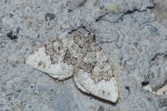Colostygia aptata