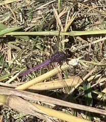 Orthemis ferruginea