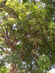 Talisia esculenta