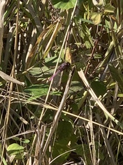 Orthemis ferruginea
