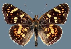 Phyciodes pulchella camillus