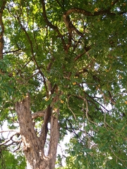 Talisia esculenta