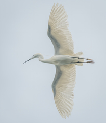 Egretta garzetta