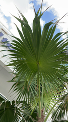 Thrinax radiata