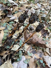 Monotropa uniflora image