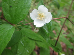 Philadelphus hirsutus
