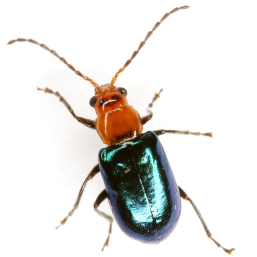 Pseudoluperus fulgidus
