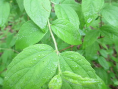 Philadelphus hirsutus