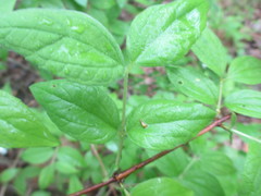 Philadelphus hirsutus
