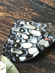 Hamadryas feronia