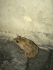 Ingerophrynus philippinicus