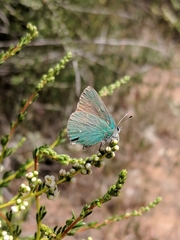 Callophrys