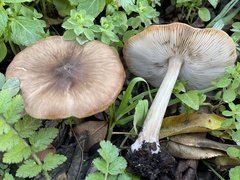 Pluteus