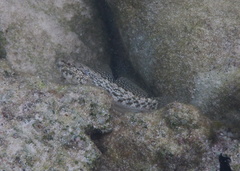 Coryphopterus dicrus