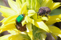 Leucocelis haemorrhoidalis