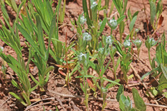 Cryptantha torreyana