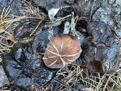 Armillaria mellea
