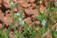 Cryptantha torreyana