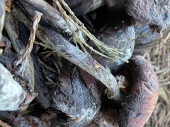Armillaria mellea