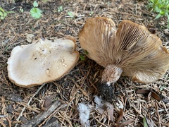 Lepista nuda