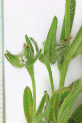Cryptantha torreyana