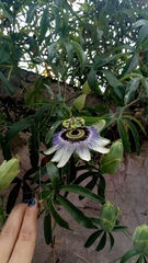 Passiflora caerulea