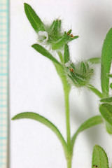 Cryptantha torreyana
