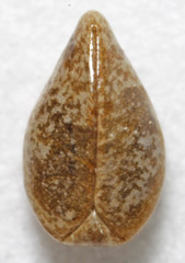 Cryptantha torreyana