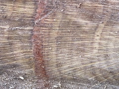 Fungi