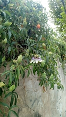 Passiflora caerulea