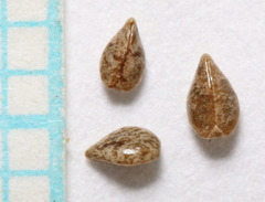 Cryptantha torreyana