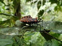 Spartocera pantomima