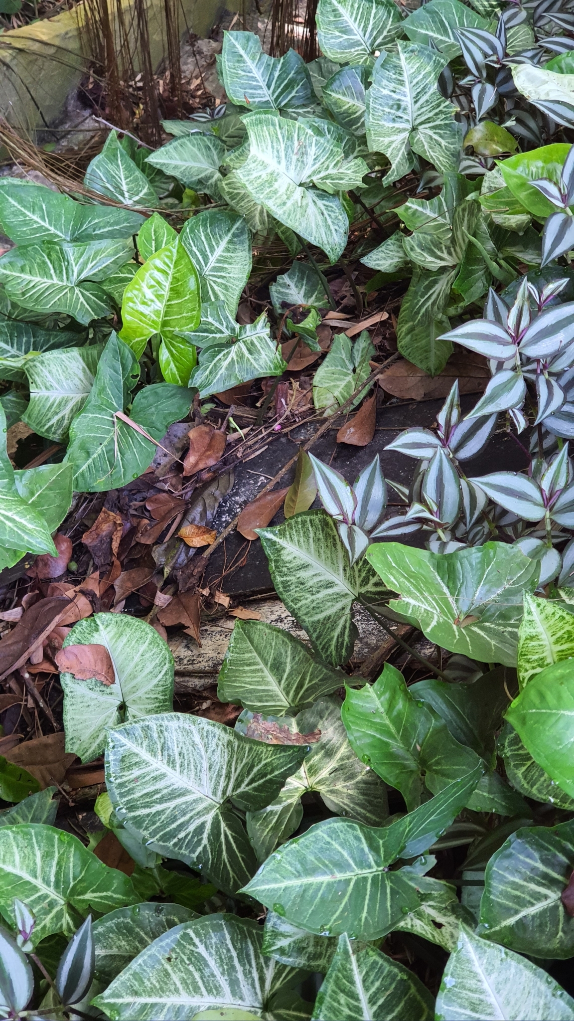 Syngonium podophyllum